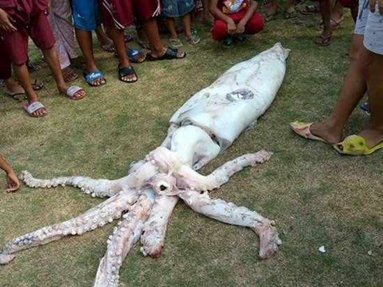 На Филиппинах поймали гигантского кальмара (видео)