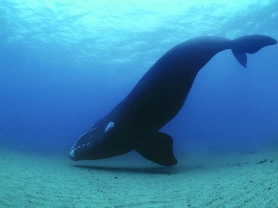 Гренландские киты поют джаз в темноте