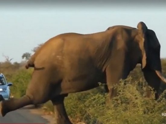 В Южной Африке слон сделал зарядку посреди дороги (видео)