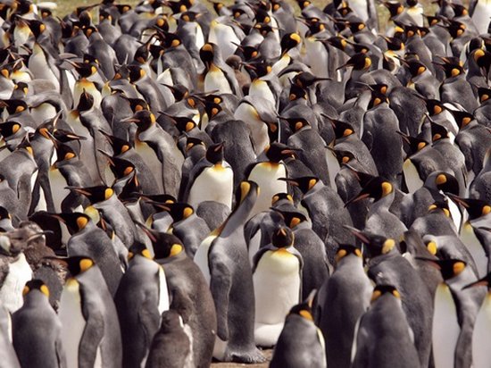 Колонии пингвинов похожи на жидкость — биологи (видео)