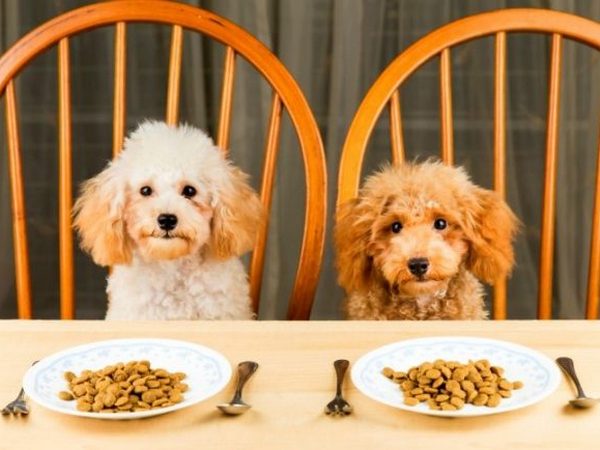 Як вибрати якісний корм для собак: важливі аспекти
