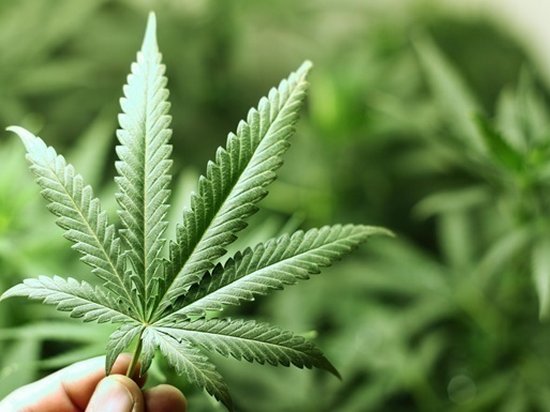 В Канаде намерены легализовать марихуану