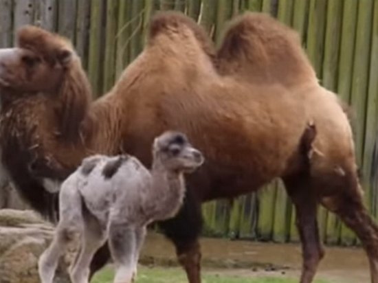 В зоопарке Британии верблюда назвали в честь новорожденного принца