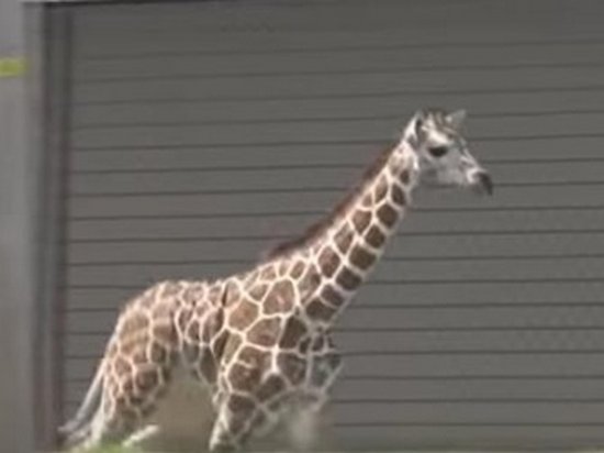 В США жираф сбежал из зоопарка (видео)