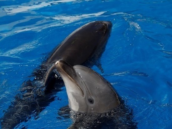 В столице Мексики запретили представления с дельфинами