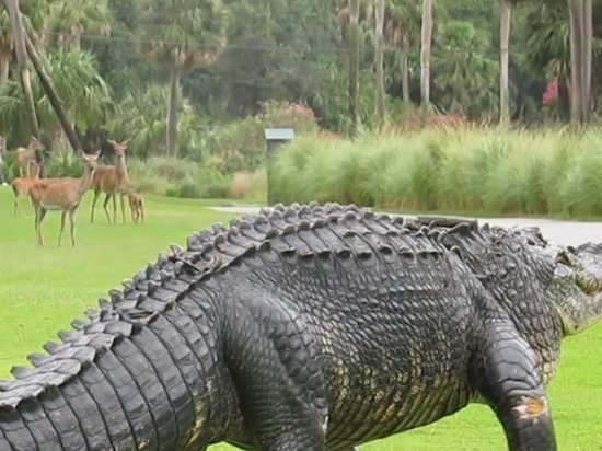 Прогулку гигантского аллигатора в США сняли на видео