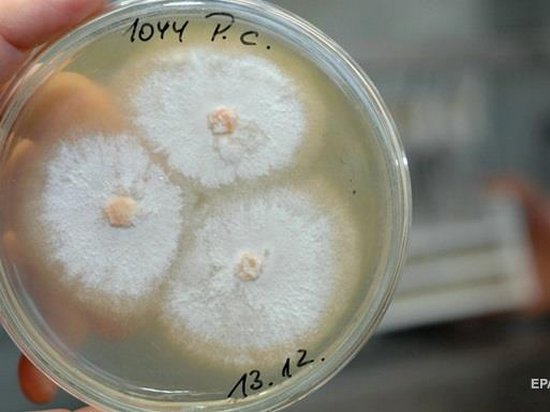 Ученые предупредили о серьезной опасности грибковых инфекций