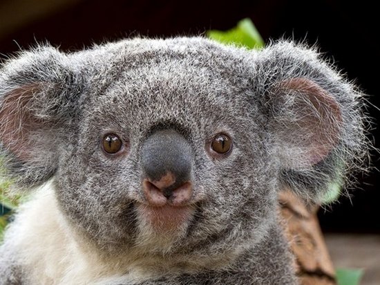В Австралии коала нашла удочку и «решила рыбачить» (видео)