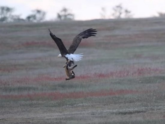 В США сняли на видео схватку орлана и лисы