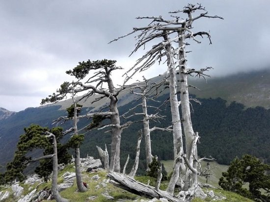 В Италии найдено старейшее дерево Европы