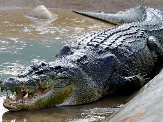 В Эфиопии крокодил убил священника во время крещения в озере