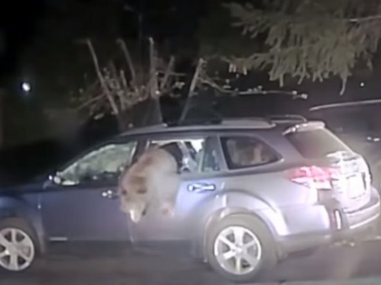 В США медведь залез в автомобиль и застрял (видео)