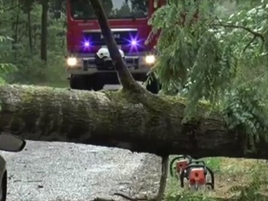 Ураган в польше. Покажи в Польше деревья которые наказывают в Юг.