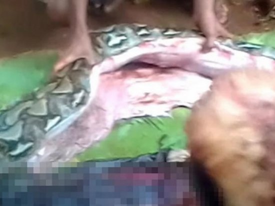 В Индонезии гигантский питон проглотил женщину (видео)