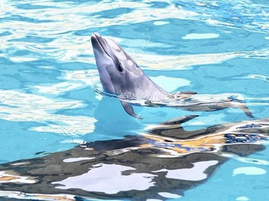 В дельфинарии Одессы детеныш родился во время шоу