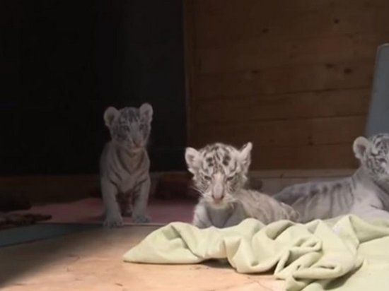 В зоопарке Венгрии родились четыре белых тигренка (видео)