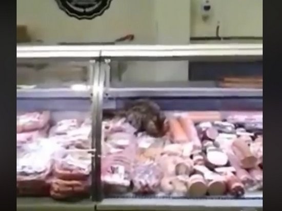 В мясной витрине киевского супермаркета нашли кота (видео)