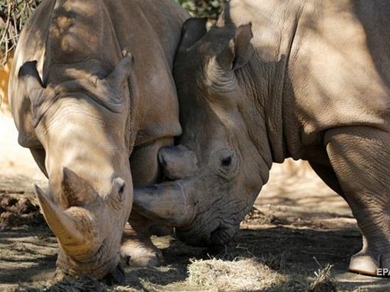 Ученые нашли способ «вернуть к жизни» белого носорога