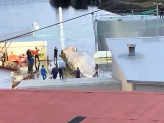 Синего кита убили впервые за 40 лет
