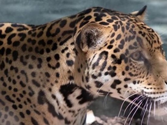 В зоопарке США ягуар загрыз шесть животных