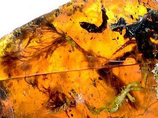 В янтаре обнаружили детеныша змеи возрастом 100 млн лет