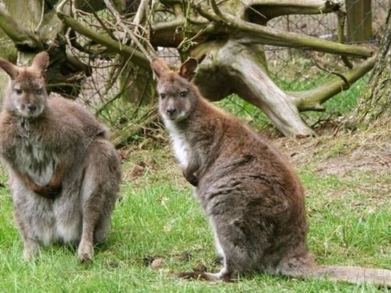 В Австралии жители массово жалуются на наглых кенгуру