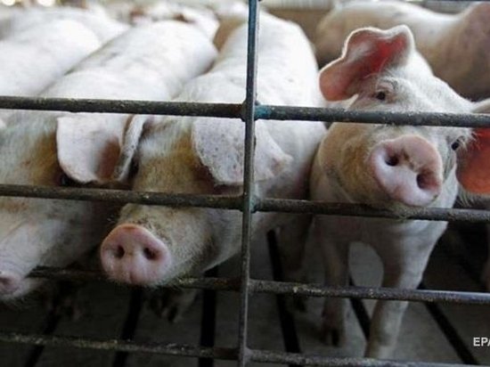 В Украине количество вспышек чумы свиней близится к сотне