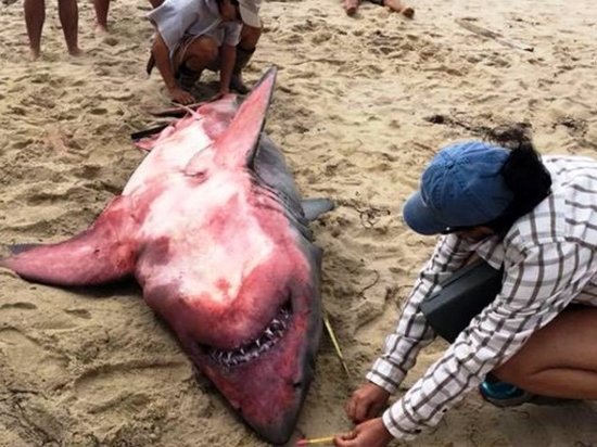 В США на берег вынесло красную акулу