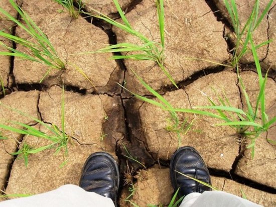 Латвия оценила ущерб от засухи