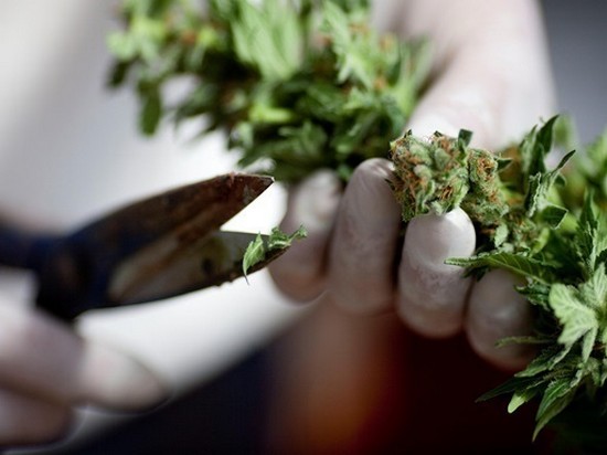 В Канаде появилась вакансия дегустатора марихуаны