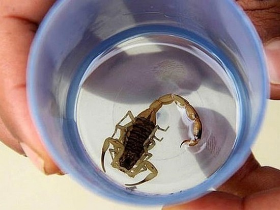 Новорожденная девочка выжила после семи укусов скорпиона