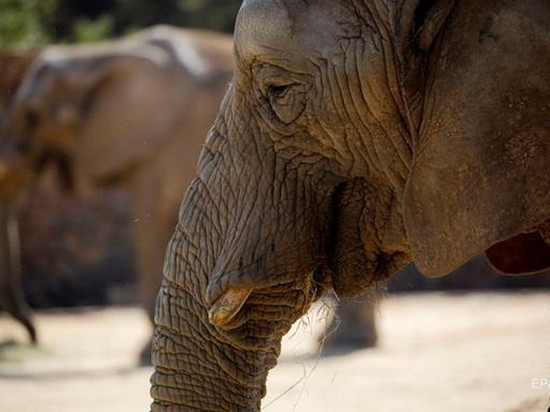 В Зимбабве слон затоптал туристку