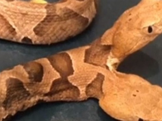 В США обнаружили двуглавую змею (видео)
