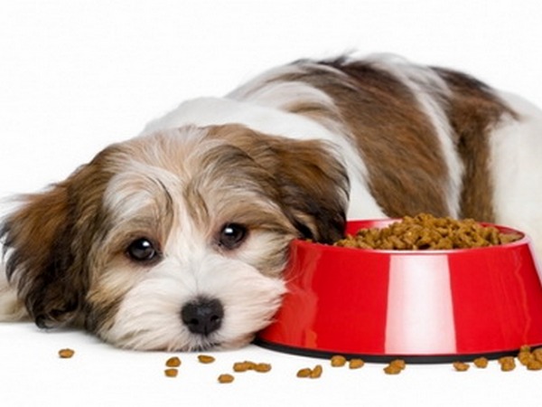 Корм для собак «Royal Canin»: особенности и преимущества