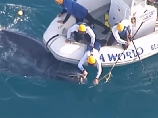 У берегов Австралии спасли детеныша кита (видео)