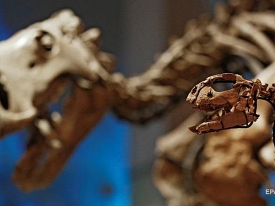 В пустыне Гоби нашли крупный скелет динозавра — СМИ