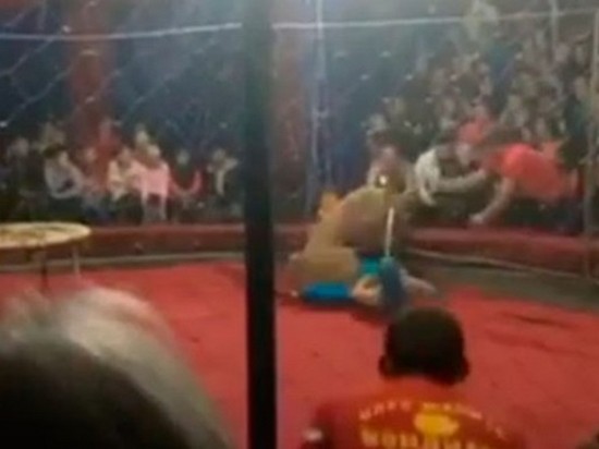 В РФ львица в цирке напала на ребенка (видео)