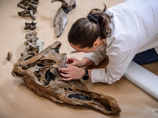 В Китае на стройке случайно нашли кости динозавров (видео)