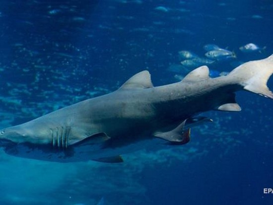 В Австралии вор спрятался от полицейских в реке с акулами