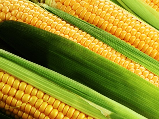 Эксперты, рассказали как увеличить урожай кукурузы