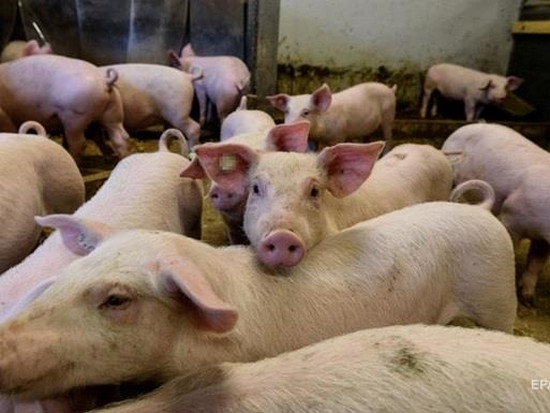 Африканскую чуму свиней обнаружили в четырех областях Украины
