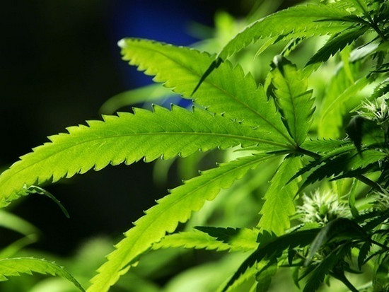 В Грузии ограничили употребление марихуаны