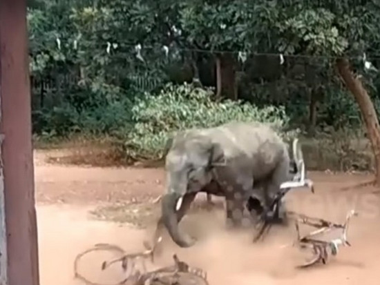В Индии слон травмировал трех человек (видео)