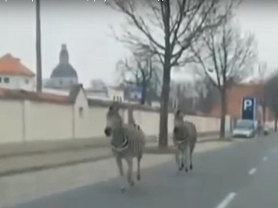 В Дрездене из цирка сбежали четыре зебры