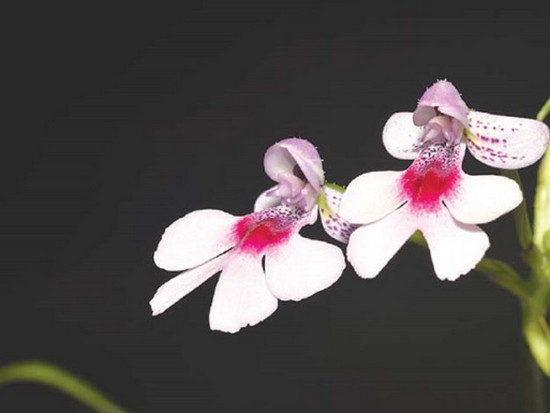 Ученые нашли новый вид орхидей