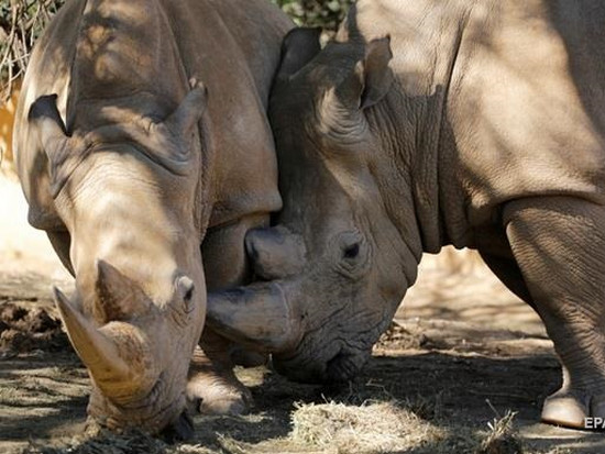 В зоопарке США ребенок упал в клетку с носорогами