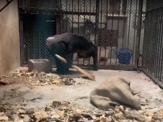 Шимпанзе научились убирать в вольерах зоопарка