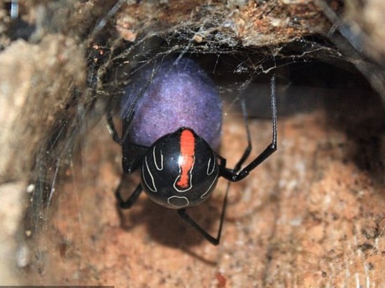 Исследователи обнаружили самого смертельного паука