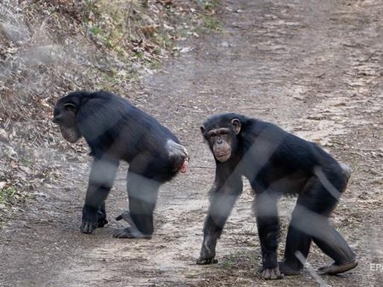 Шимпанзе устроили побег из вольера с помощью ветки