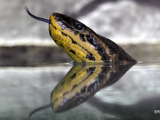 Исследователи узнали, как змеи лишились конечностей